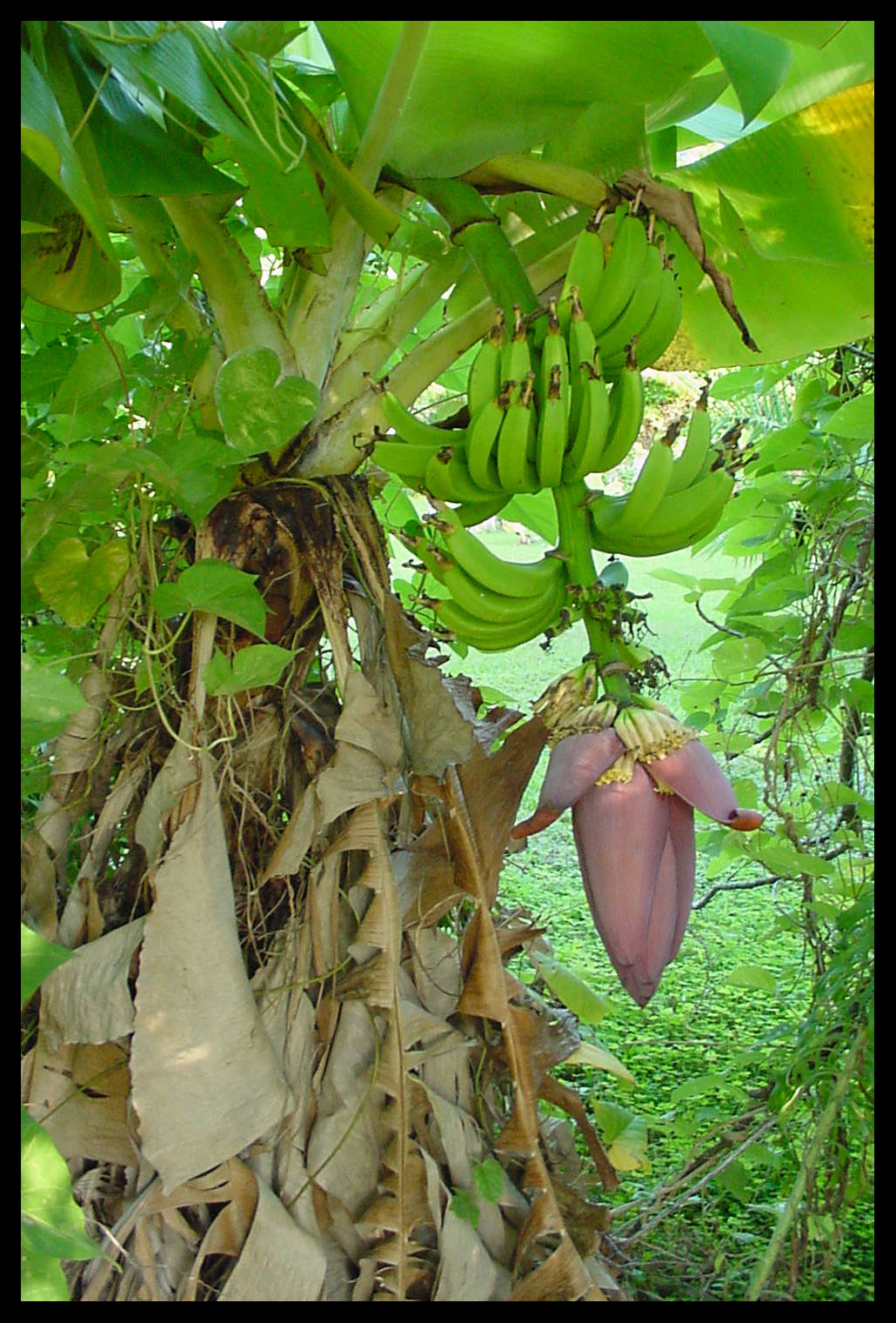 Plants And Animals In The Rainforest