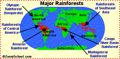 Plants And Animals In The Rainforest