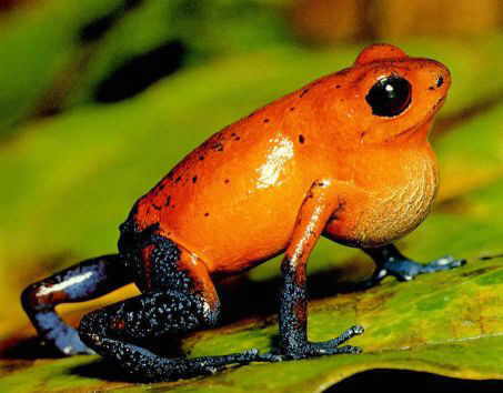 Plants And Animals In The Rainforest Biome