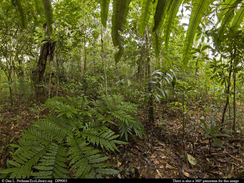 Plants And Animals In The Rainforest Biome