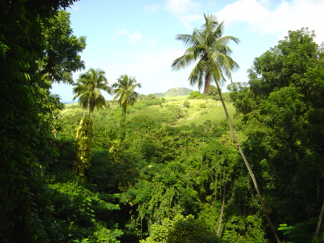 Plants And Animals In The Rainforest Biome