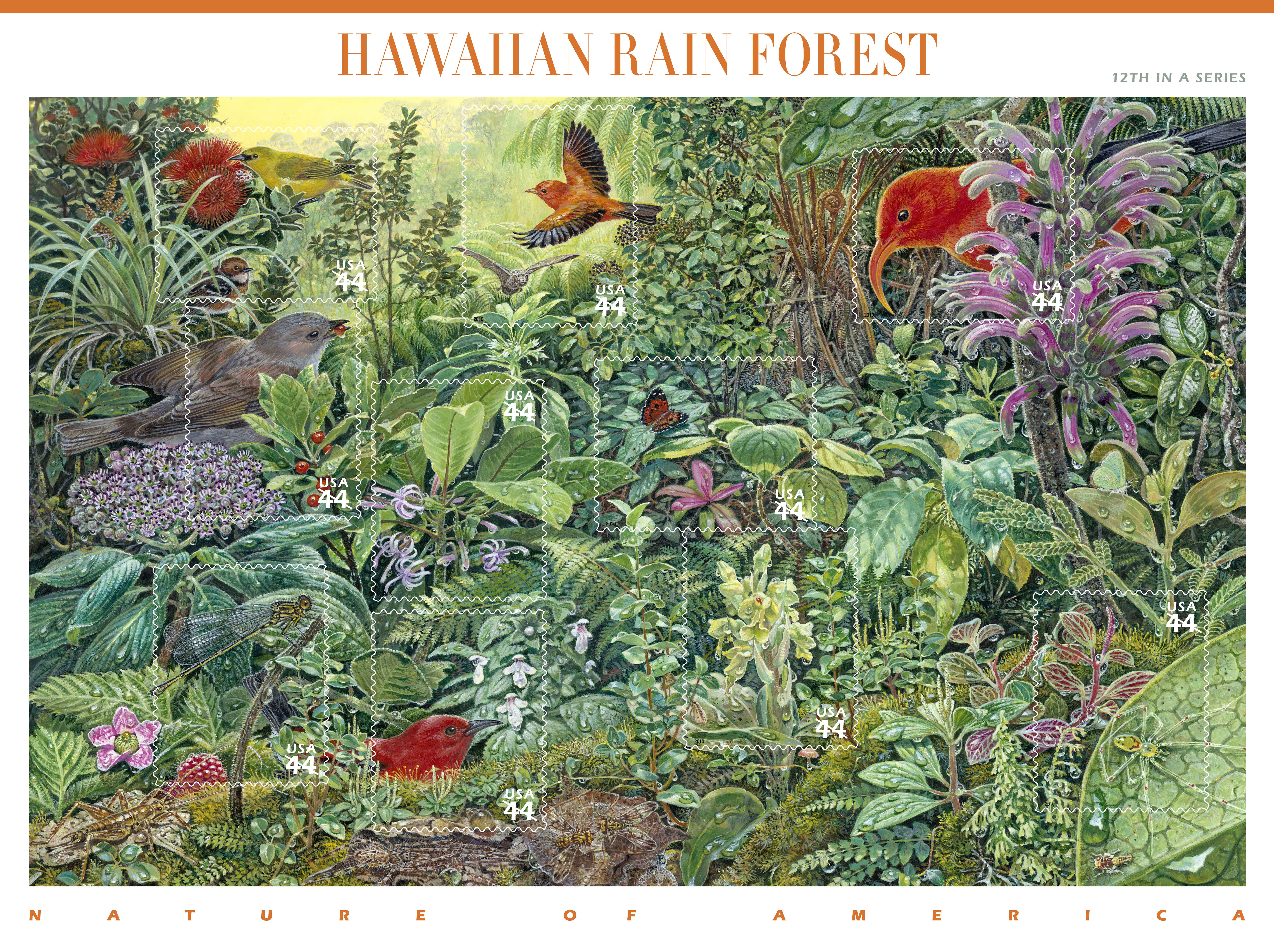 Plants And Animals In The Rainforest For Kids