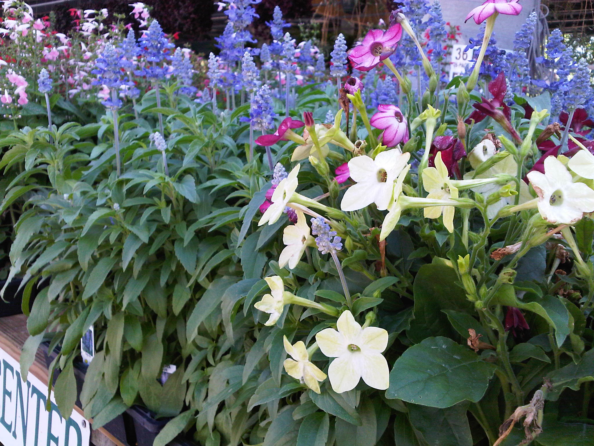 Plants And Flowers