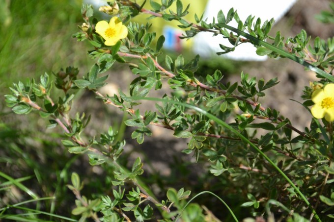 Plants And Flowers