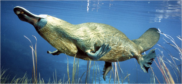 Platypus