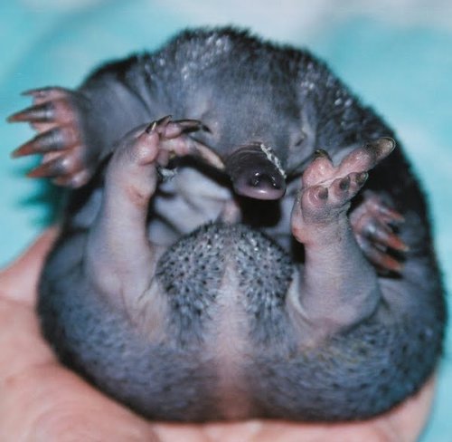 Platypus Baby