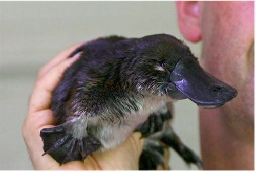 Platypus Baby