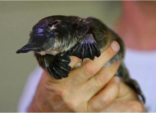 Platypus Baby