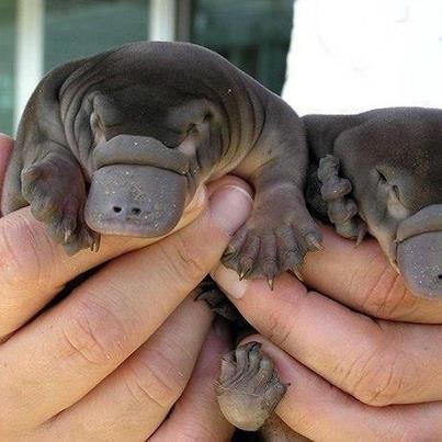 Platypus Baby