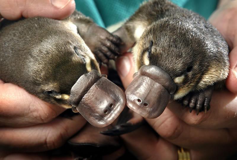 Platypus Baby