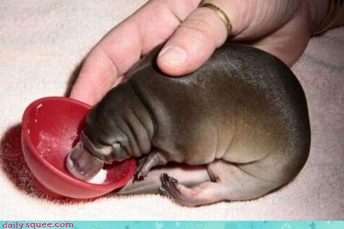 Platypus Baby