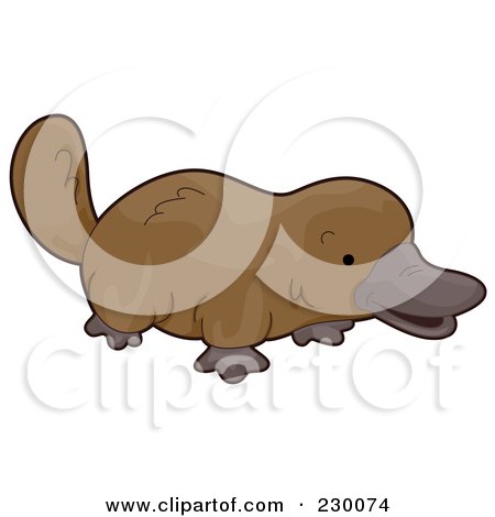 Platypus Cartoon Pictures