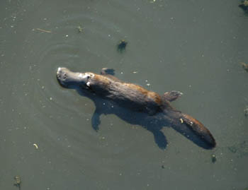 Platypus Characteristics