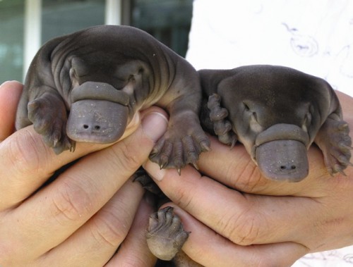 Platypus Eggs