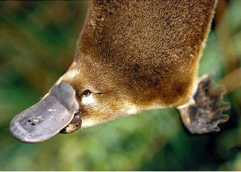 Platypus Facts