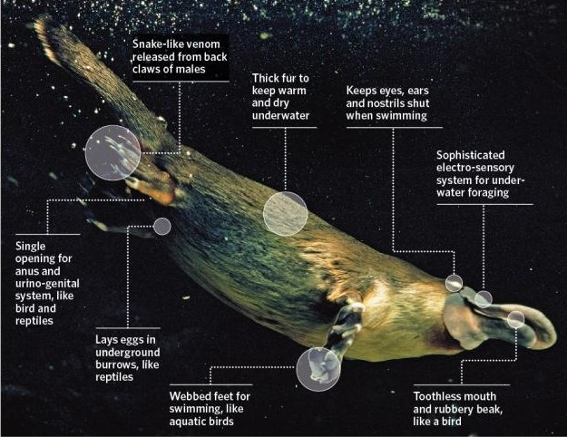 Platypus Facts