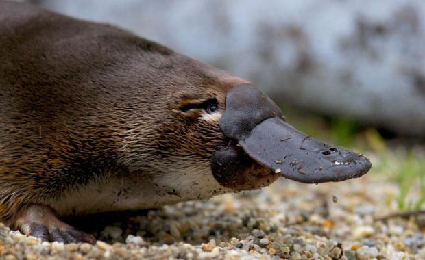 Platypus Facts