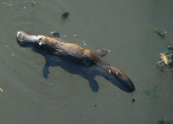 Platypus Pictures