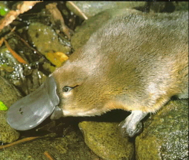 Platypus Pictures