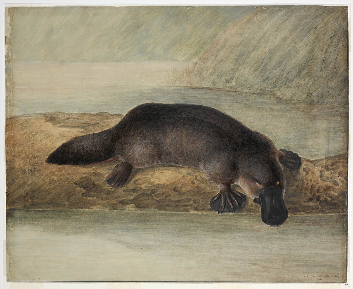 Platypus Pictures