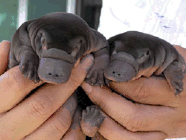 Platypuses