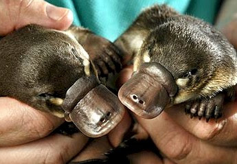 Platypuses