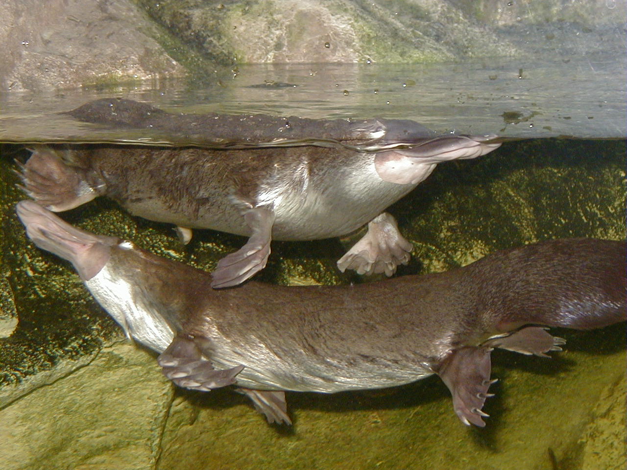 Platypuses