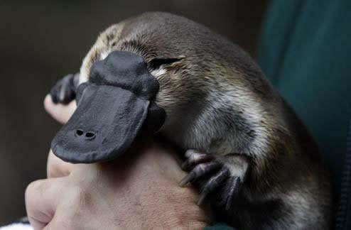 Platypuses