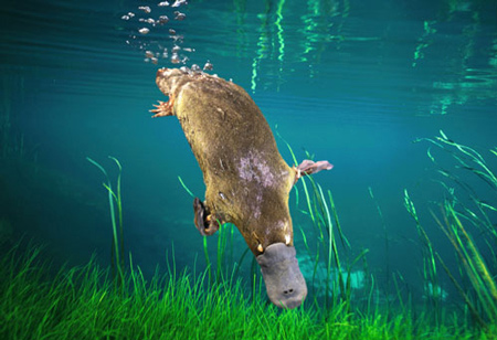 Platypuses