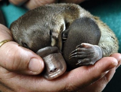 Platypuses