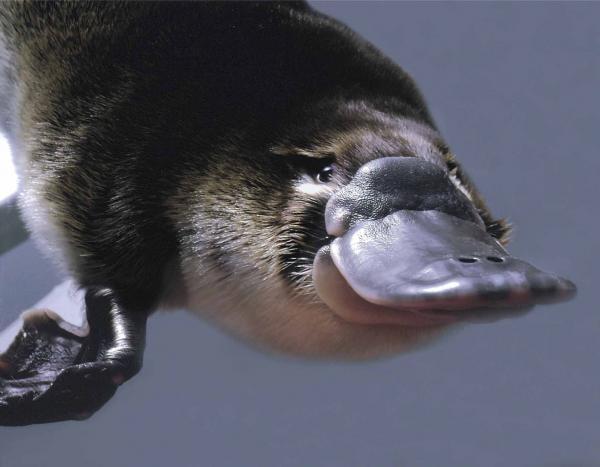 Platypuses