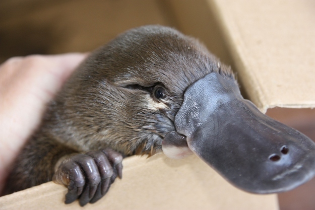 Platypuses