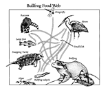 Pond Food Chain Examples For Kids