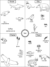 Pond Food Chain Examples For Kids