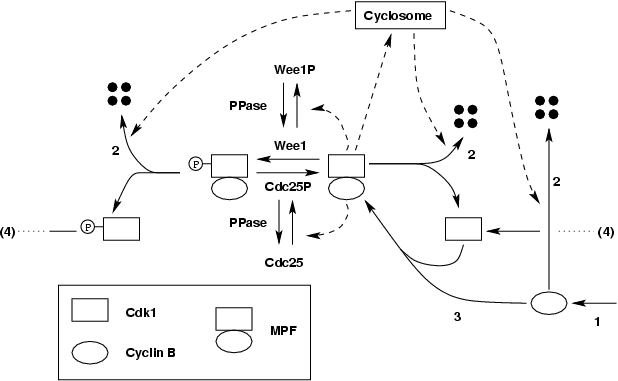 Positive Feedback Loop Biology