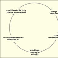 Positive Feedback Loop Biology Example