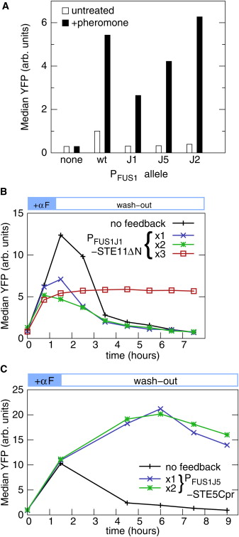 Positive Feedback Loop Biology Example