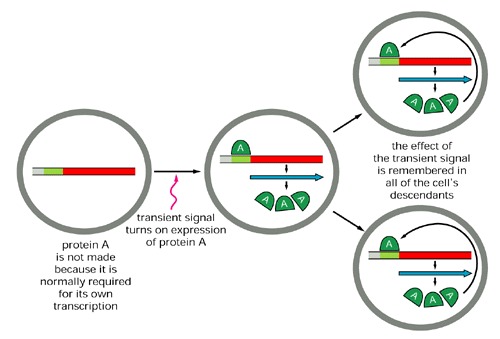 Positive Feedback Loop Biology Example