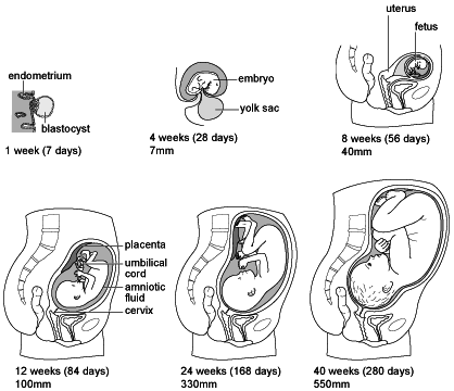 Pregnancy Stages Month By Month Pictures