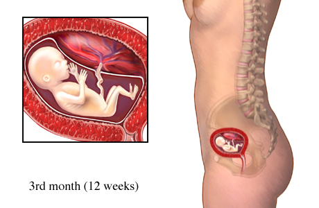 Pregnancy Stages Month By Month Pictures