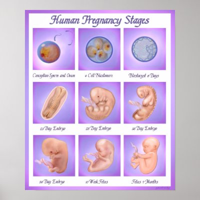 Pregnancy Stages Month By Month Pictures