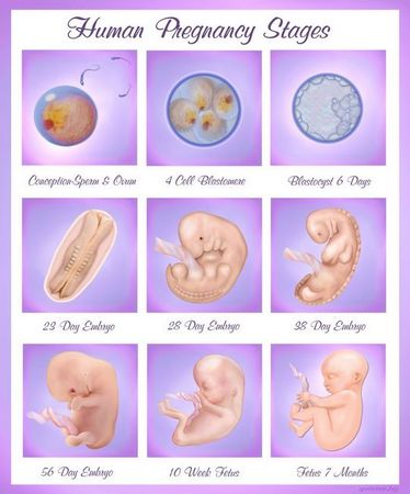 Pregnancy Stages Pictures