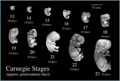 Pregnancy Stages Pictures