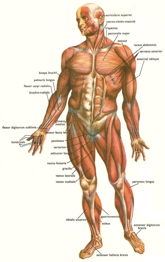 Pressure Points In Human Body