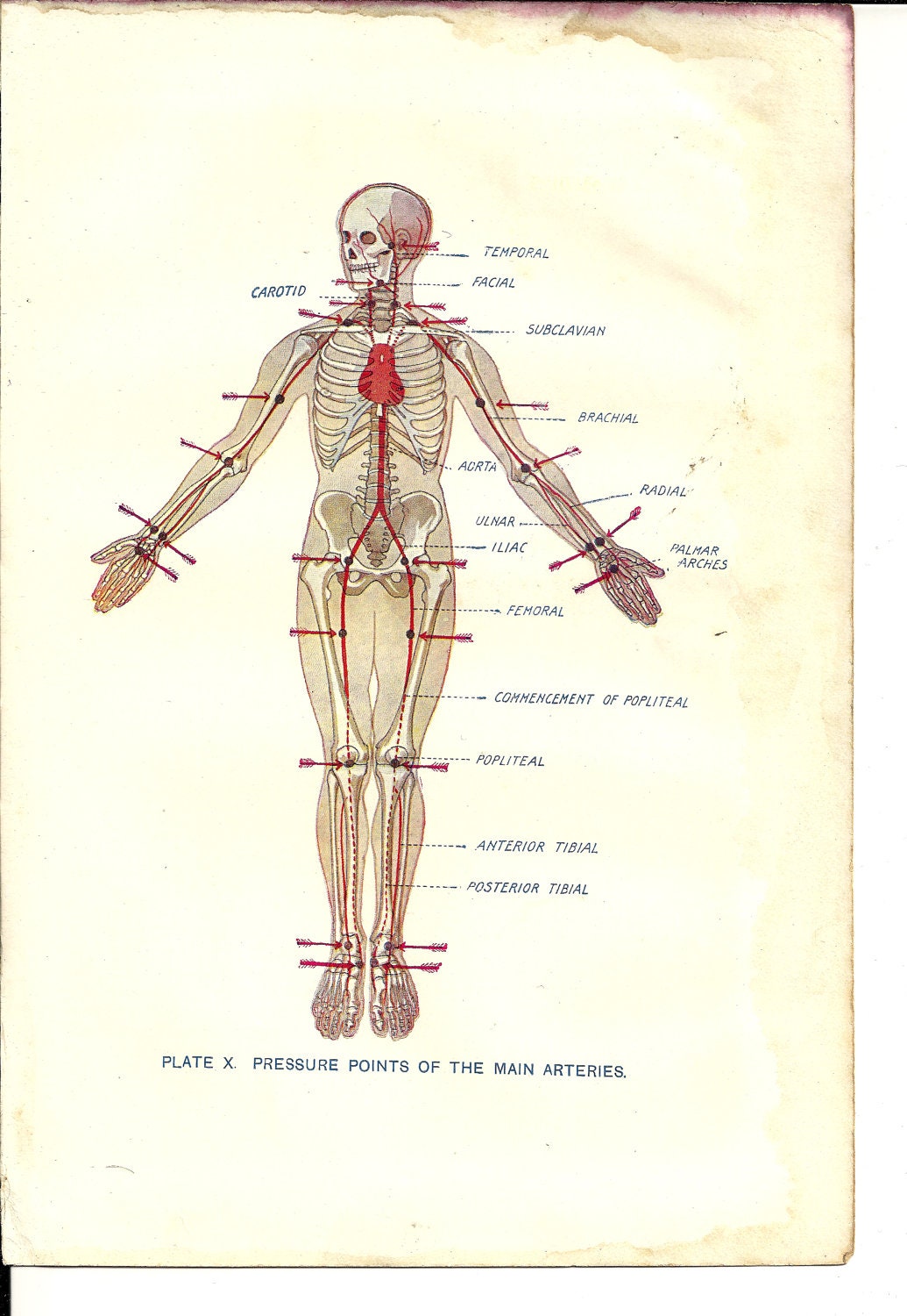 Pressure Points In Human Body