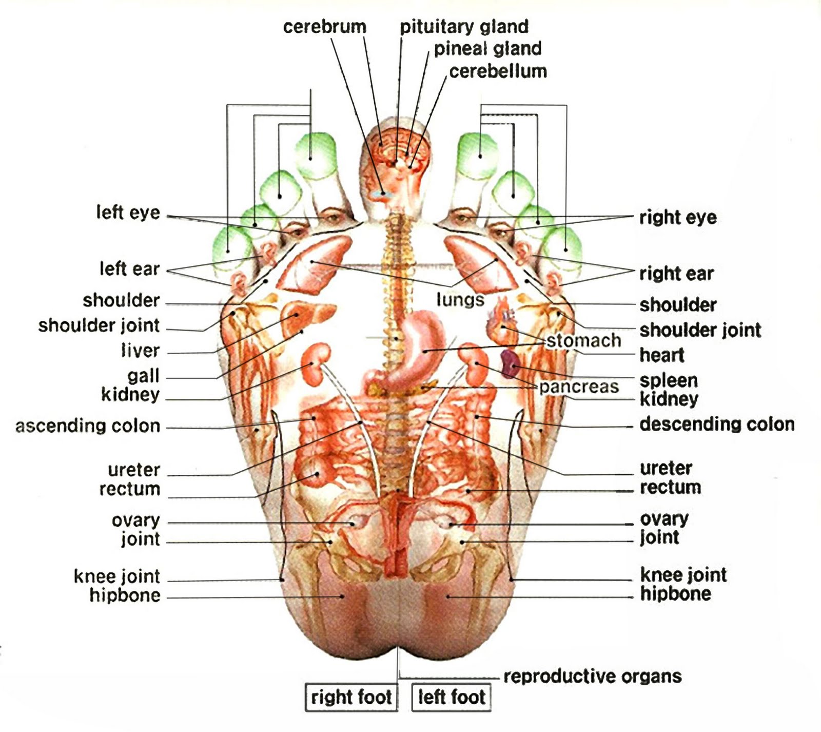 Pressure Points On Feet