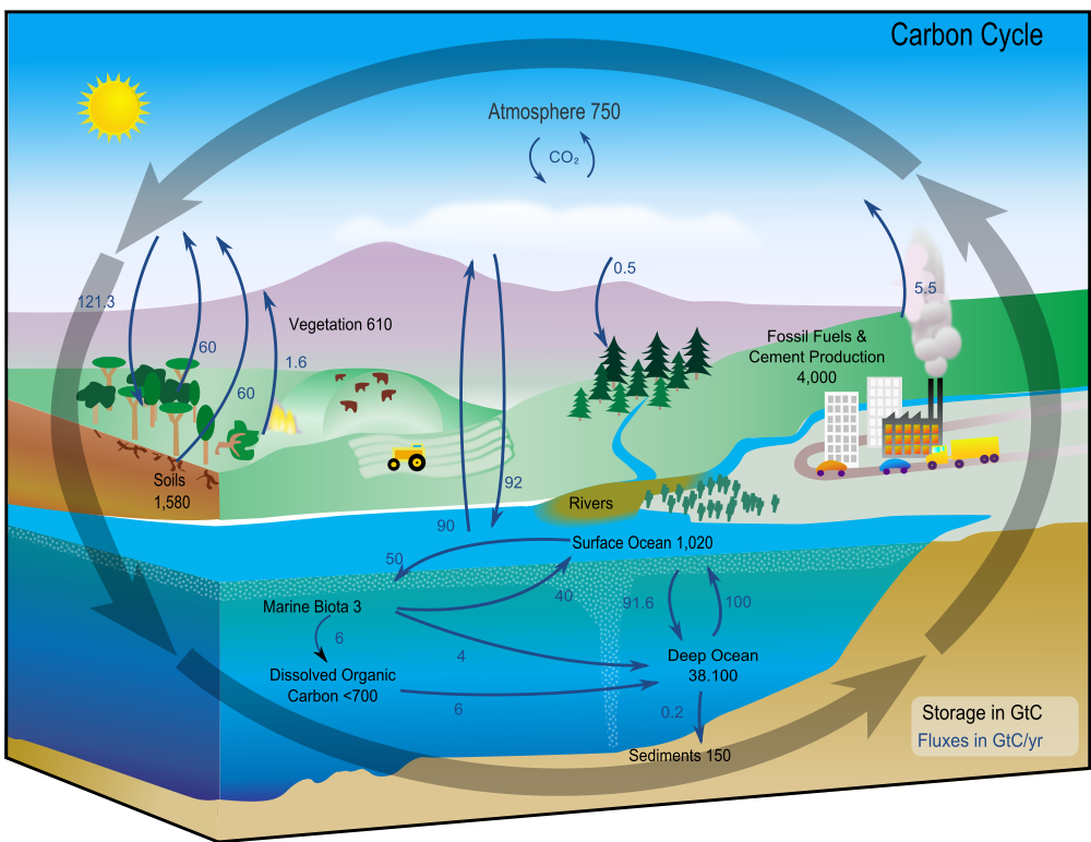 Process Of Photosynthesis For Kids Diagram