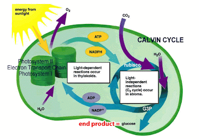 Process Of Photosynthesis For Kids Diagram