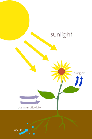 Process Of Photosynthesis For Kids Diagram