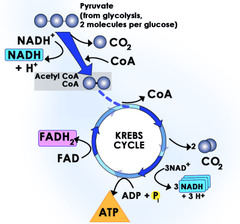 Products And Reactants Of Krebs Cycle